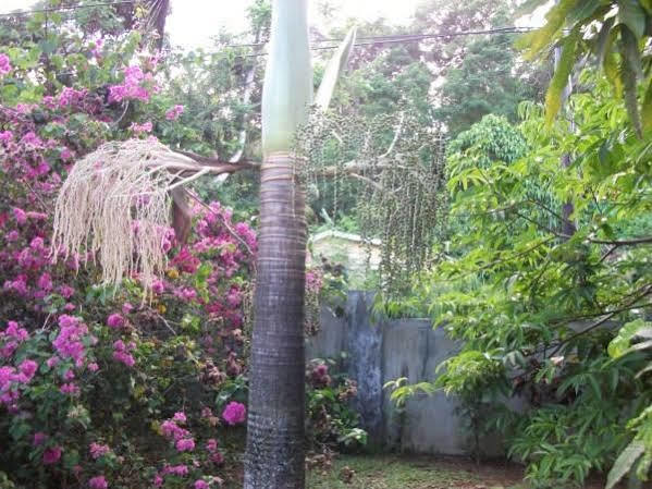 Marl Self Catering Villa Pointe La Rue Eksteriør billede